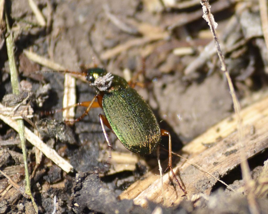 Carabidae: Chlaeniellus nitidulus